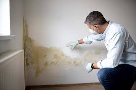 Why You Should Choose Our Mold Remediation Services in Springville, IA